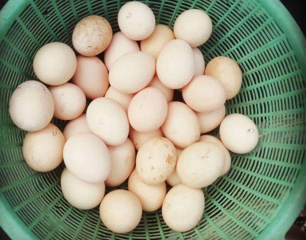 Aseal eggs 🥚 hai or hera eggs be available hai by AG Chicks And Gaming Setup