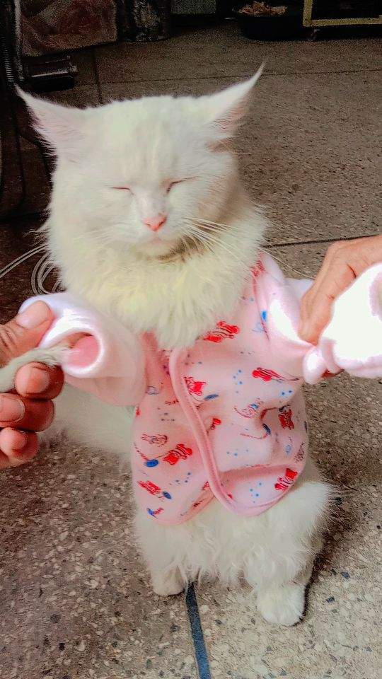 Parisian cat by Danish Ali