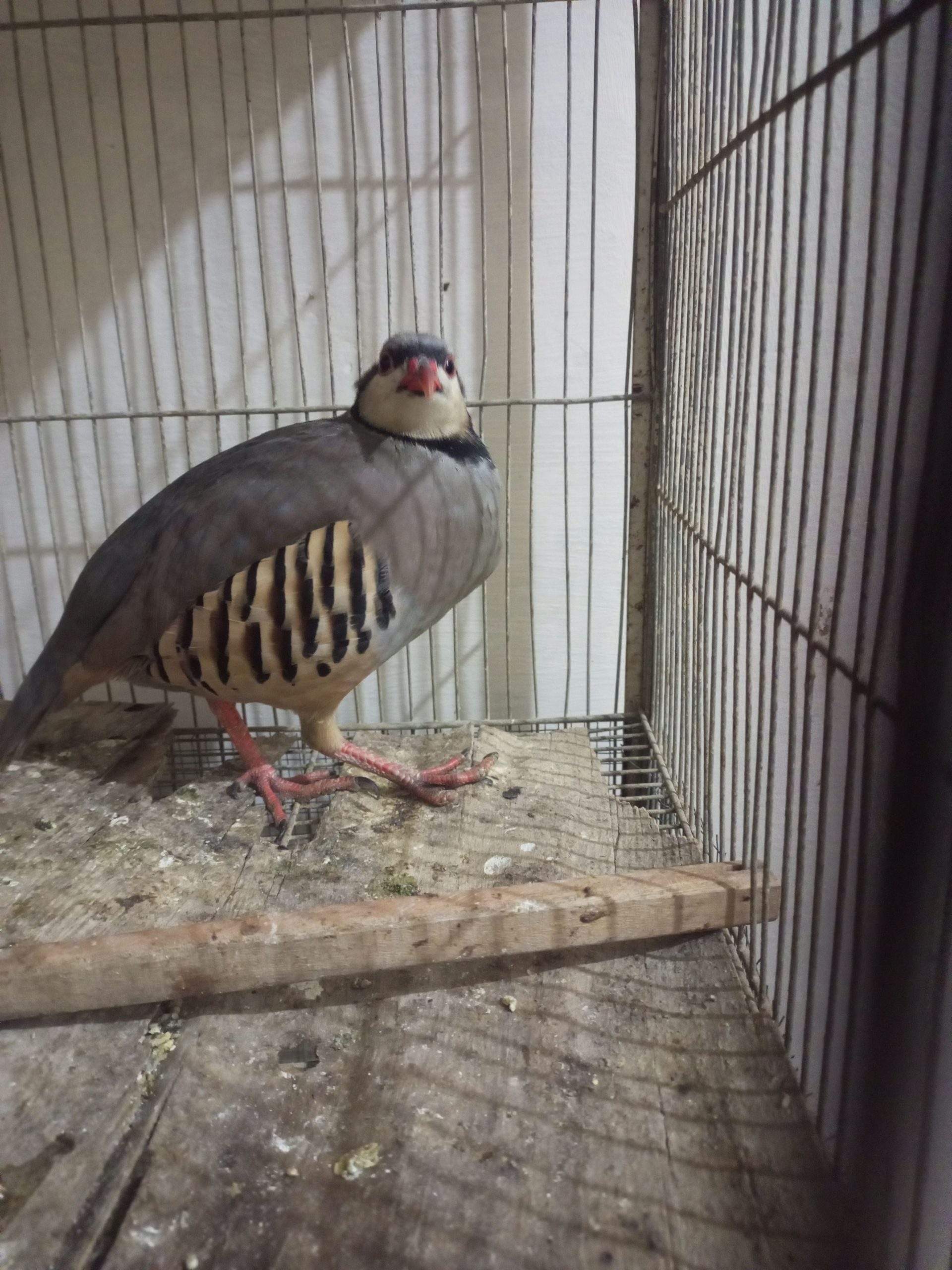 Chakoor by Ammar Shah