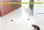 Transparent rat trap magic carpet by Abdul Jabar