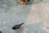 Aseel hen with 1 female chick’s urgent sale by Khurram Mughal