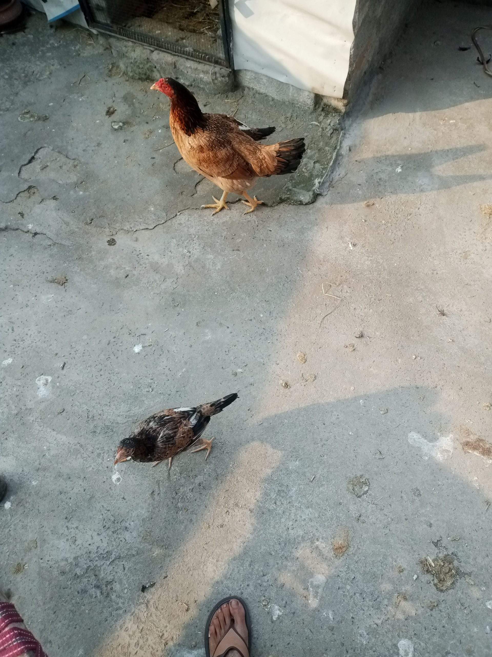 Aseel hen with 1 female chick’s urgent sale by Khurram Mughal