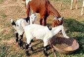 2 goats for sale 03325054687 by Majid hussain