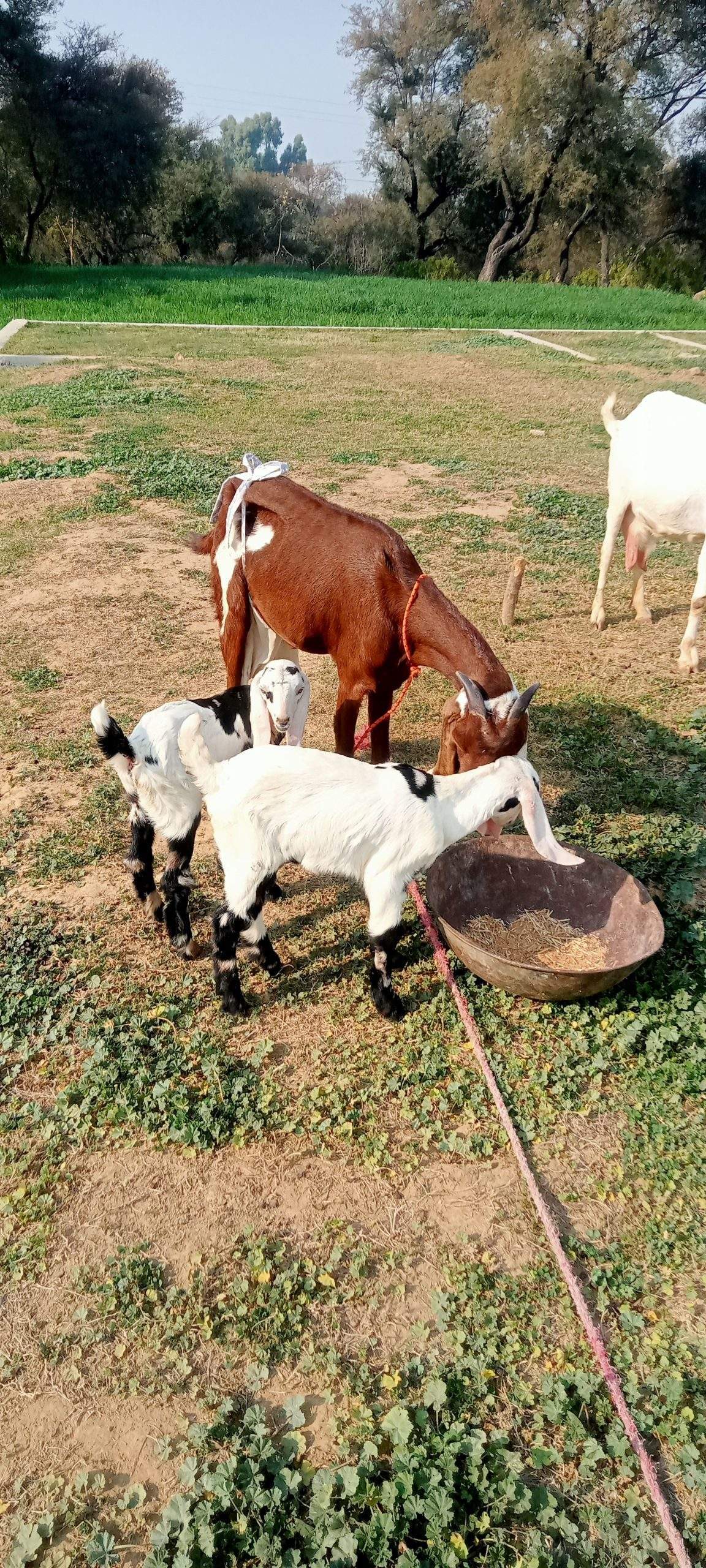 2 goats for sale 03325054687 by Majid hussain