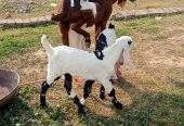 2 goats for sale 03325054687 by Majid hussain