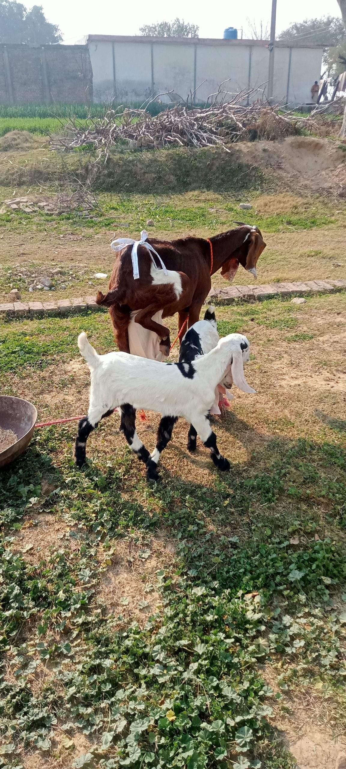 2 goats for sale 03325054687 by Majid hussain