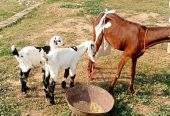 2 goats for sale 03325054687 by Majid hussain