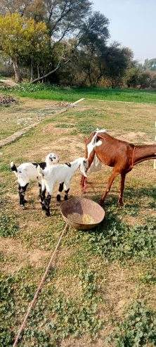 2 goats for sale 03325054687 by Majid hussain
