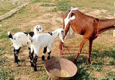 e98a9a1e-84ce-4b21-b8f3-c789eed012f8