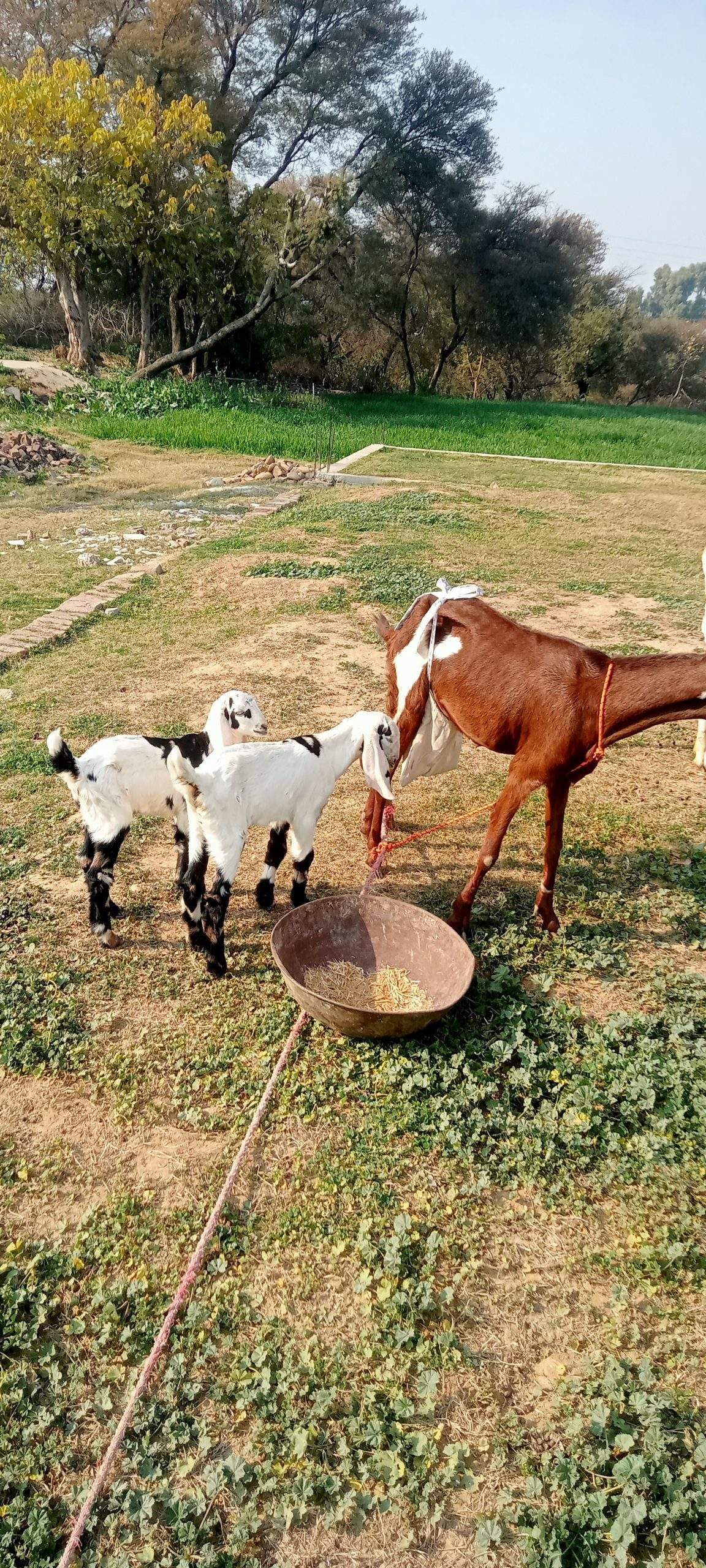 2 goats for sale 03325054687 by Majid hussain