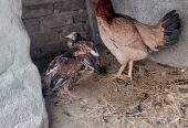 Aseel hen with 1 female chick’s urgent sale by Khurram Mughal