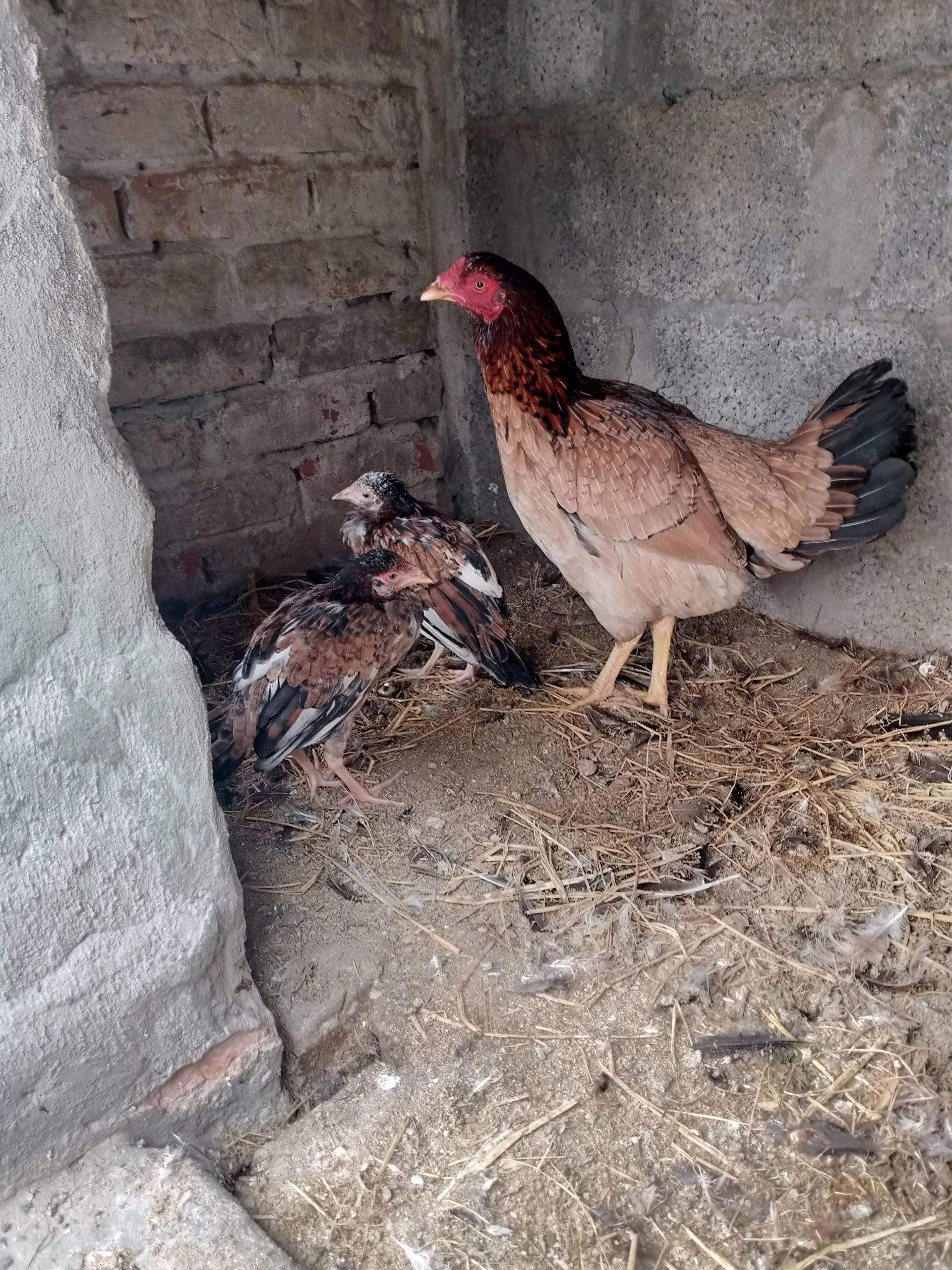 Aseel hen with 1 female chick’s urgent sale by Khurram Mughal