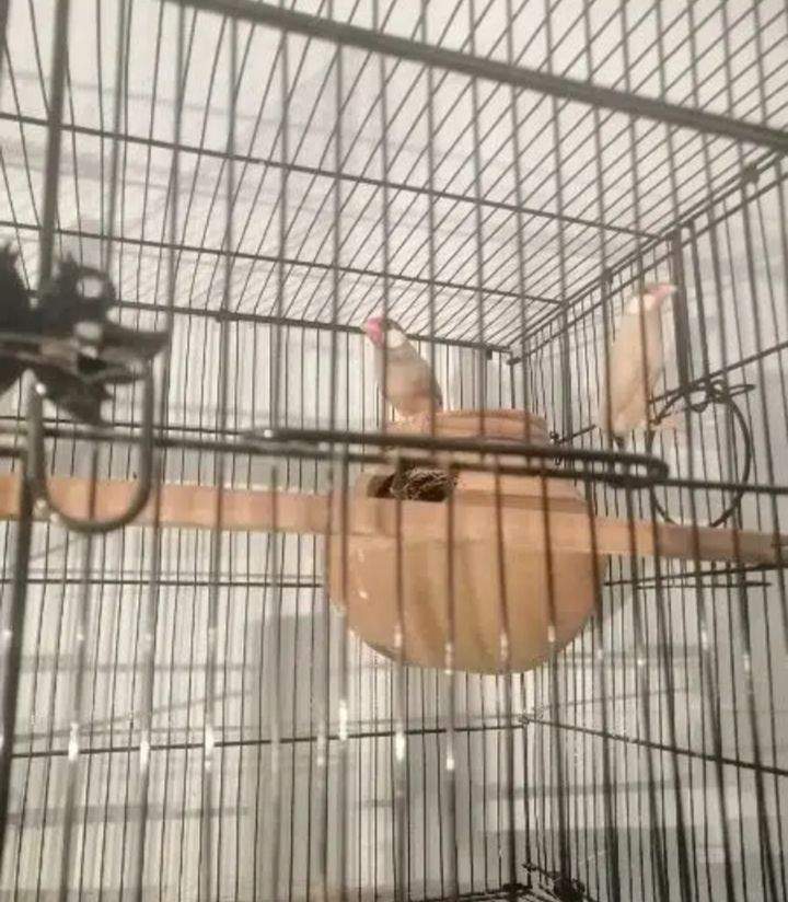 Fown java opal java by Muhammad Abdullah