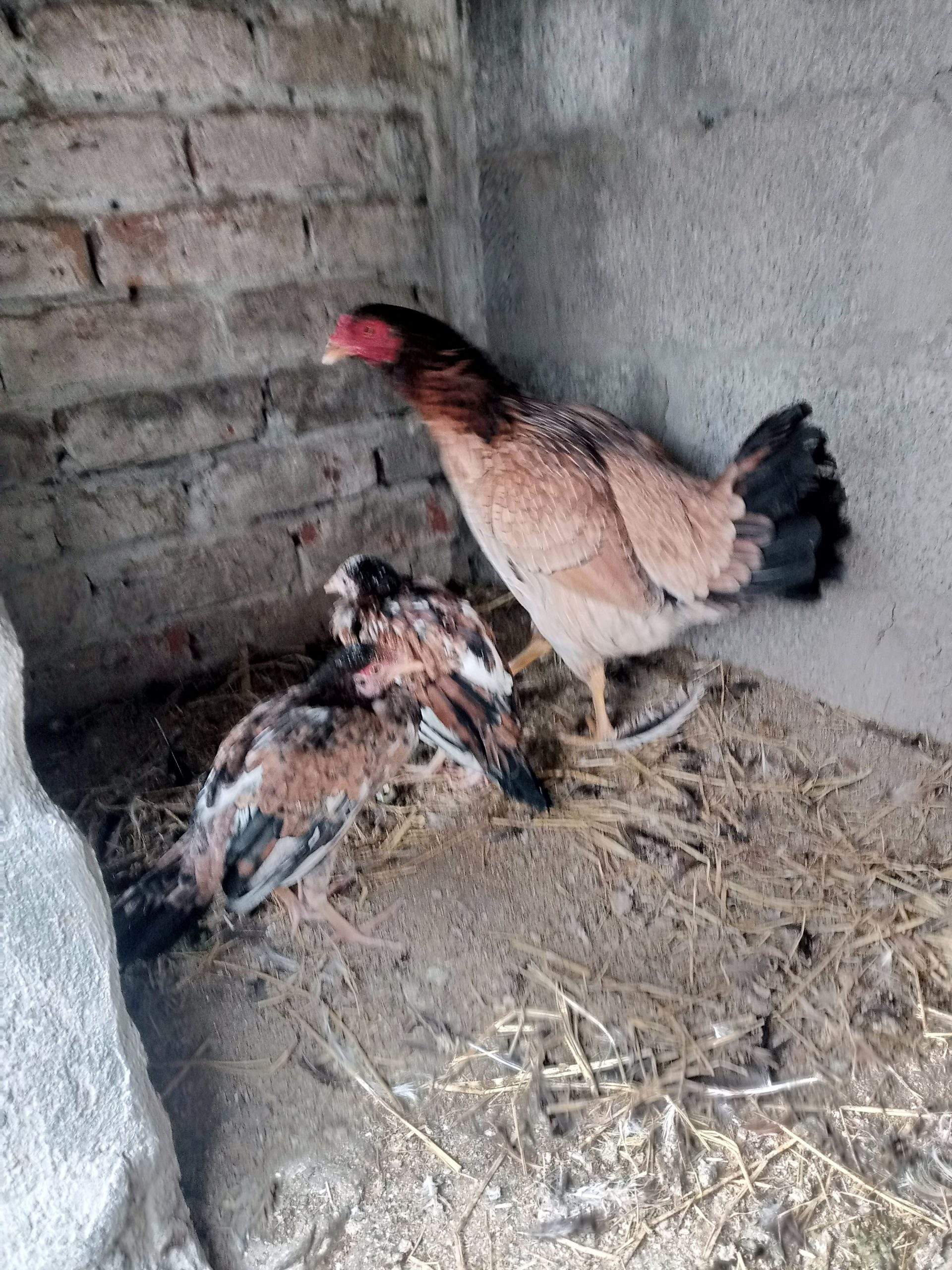 Aseel hen with 1 female chick’s urgent sale by Khurram Mughal
