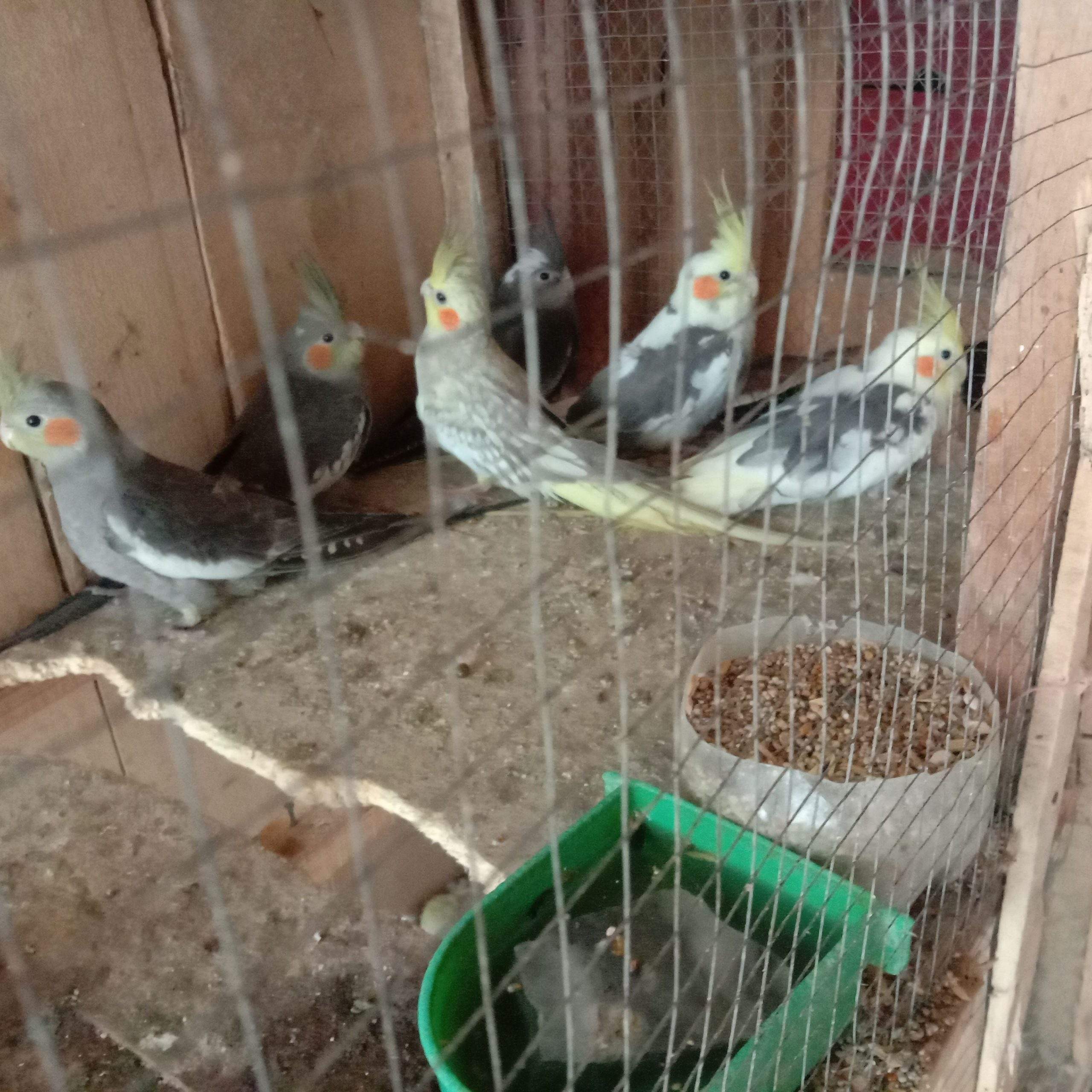 Mashallah cocktail Parrot by Sami Shahid