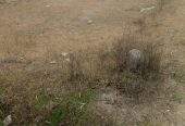 12 Marla cornor plot and good location in mardan city by Sohail shahid