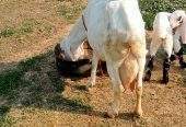 2 goats for sale 03325054687 by Majid hussain