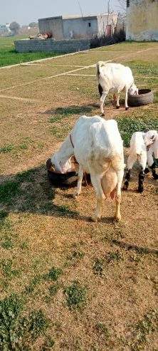 2 goats for sale 03325054687 by Majid hussain