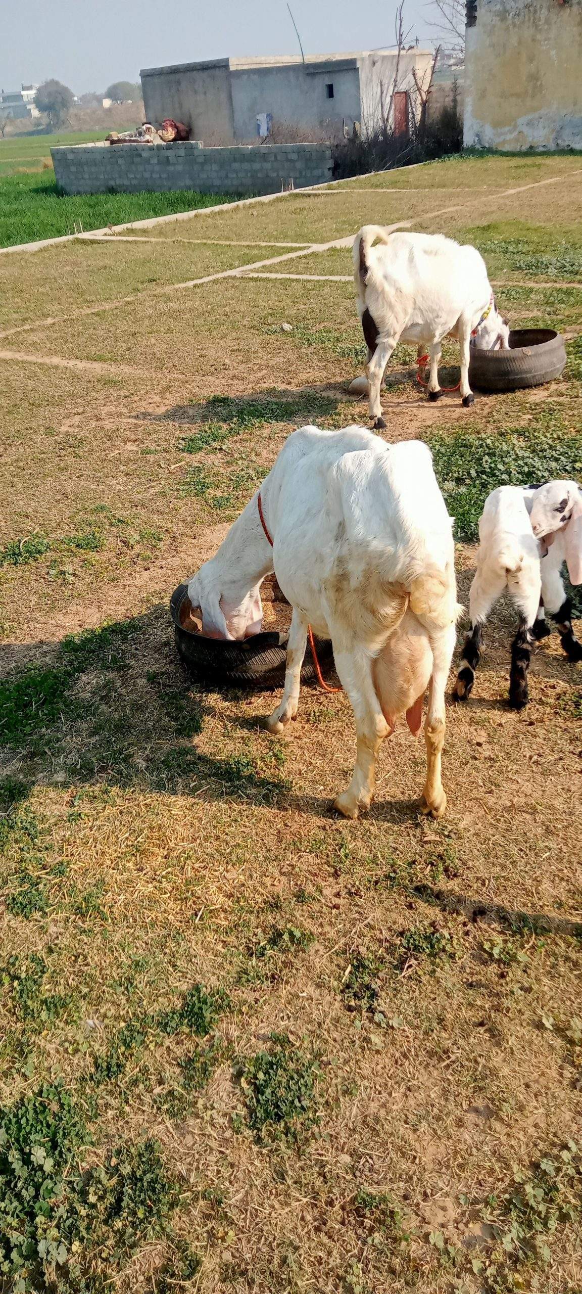 2 goats for sale 03325054687 by Majid hussain