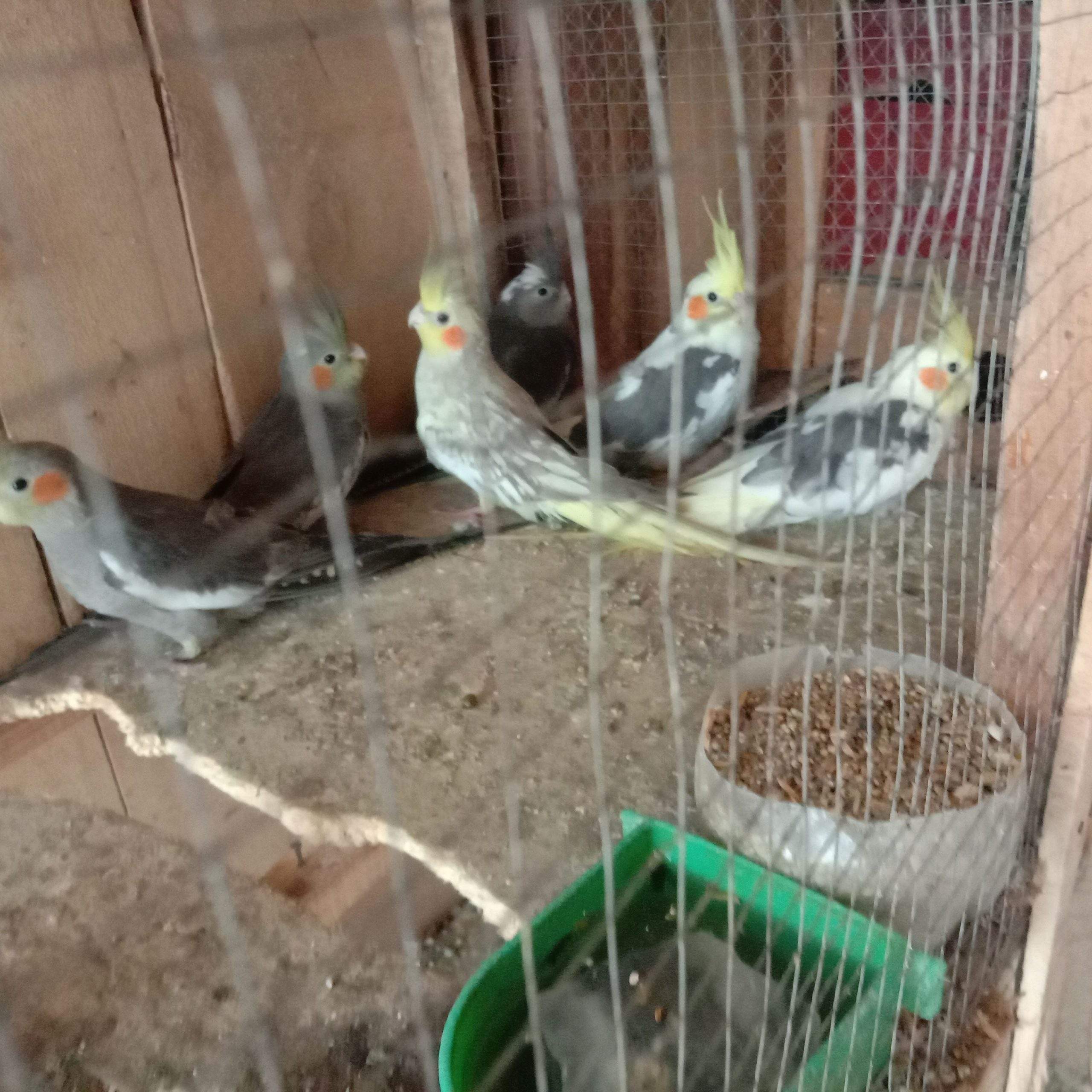 Mashallah cocktail Parrot by Sami Shahid