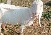2 goats for sale 03325054687 by Majid hussain