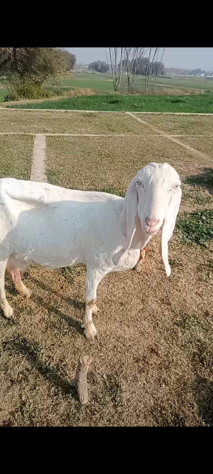 2 goats for sale 03325054687 by Majid hussain