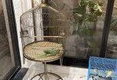 Cage Factory Large Cage for Grey Parrot Raw parrot or all pet birds by Pakistan Power tools