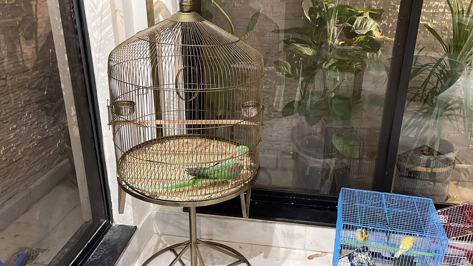 Cage Factory Large Cage for Grey Parrot Raw parrot or all pet birds by Pakistan Power tools