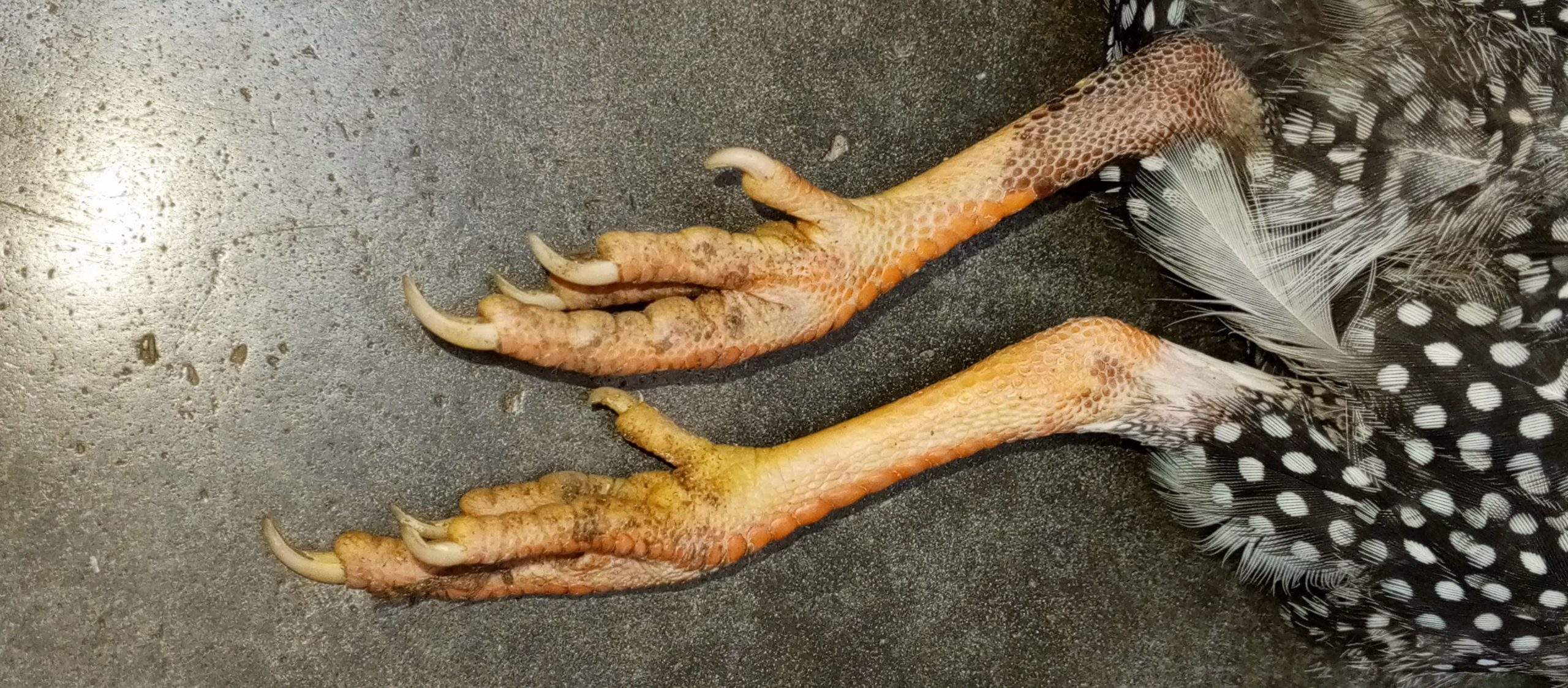 Guinea fowl by abdul Moiz khan