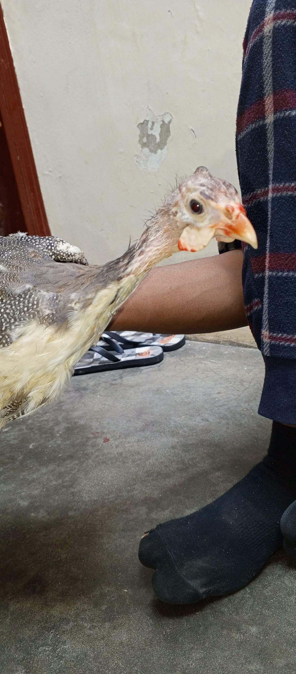 Guinea fowl by abdul Moiz khan