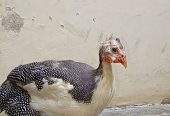 Guinea fowl by abdul Moiz khan