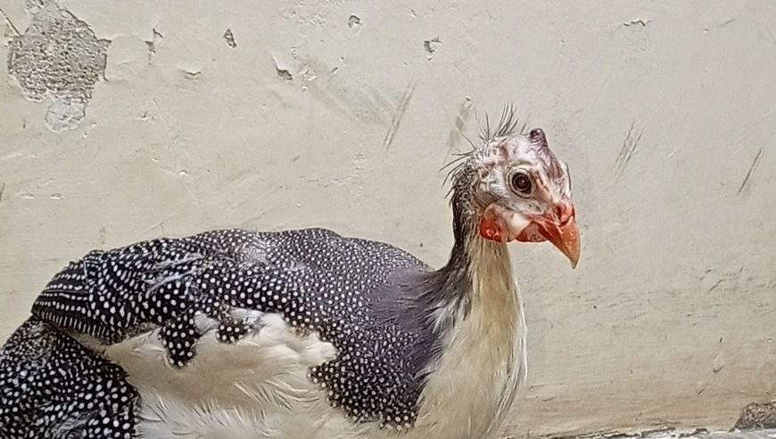 Guinea fowl by abdul Moiz khan