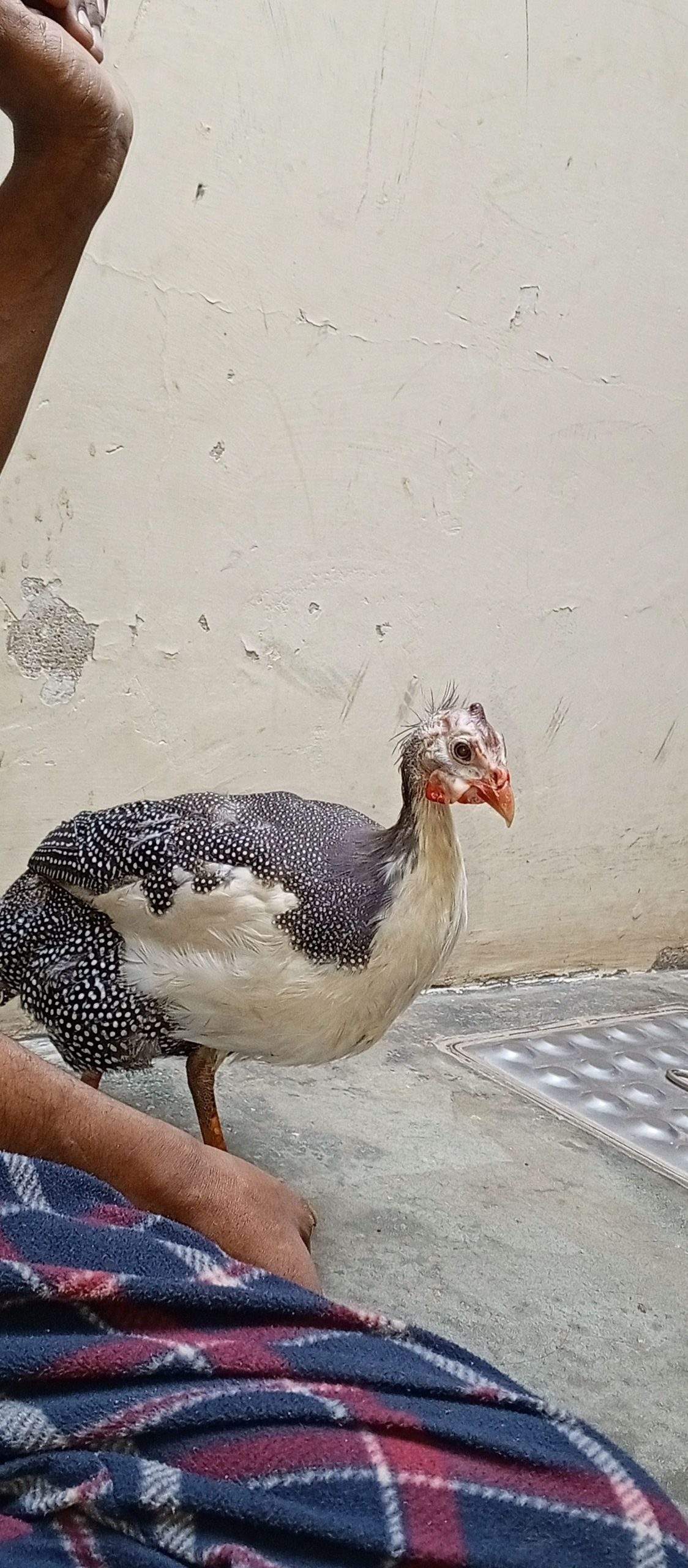Guinea fowl by abdul Moiz khan