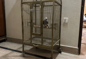 Cage Factory Large Cage for Grey Parrot Raw parrot or all pet birds by Pakistan Power tools