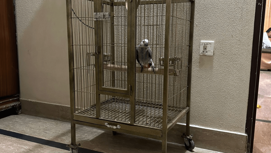 Cage Factory Large Cage for Grey Parrot Raw parrot or all pet birds by Pakistan Power tools