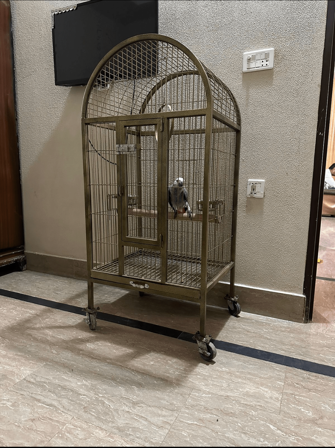 Cage Factory Large Cage for Grey Parrot Raw parrot or all pet birds by Pakistan Power tools