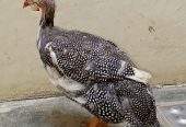Guinea fowl by abdul Moiz khan