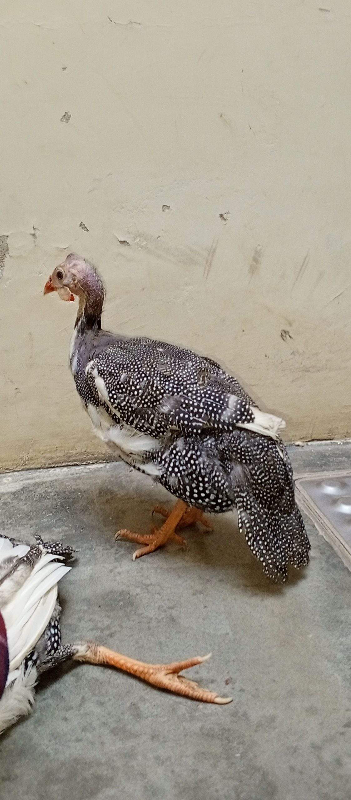 Guinea fowl by abdul Moiz khan