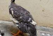 Guinea fowl by abdul Moiz khan