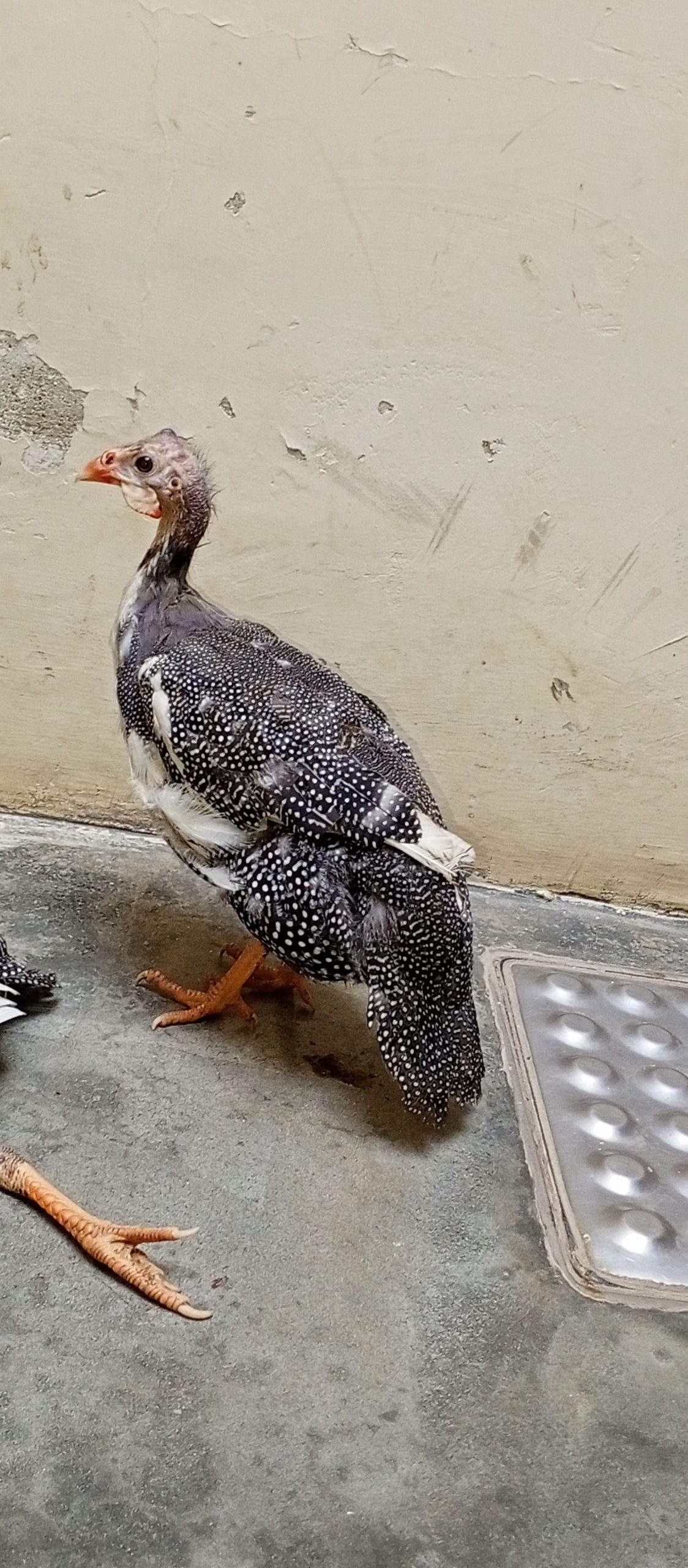 Guinea fowl by abdul Moiz khan