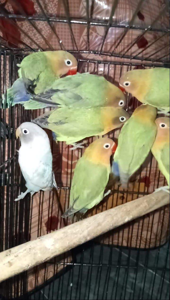 green Fisher adult pics by Sahar Malik Awan