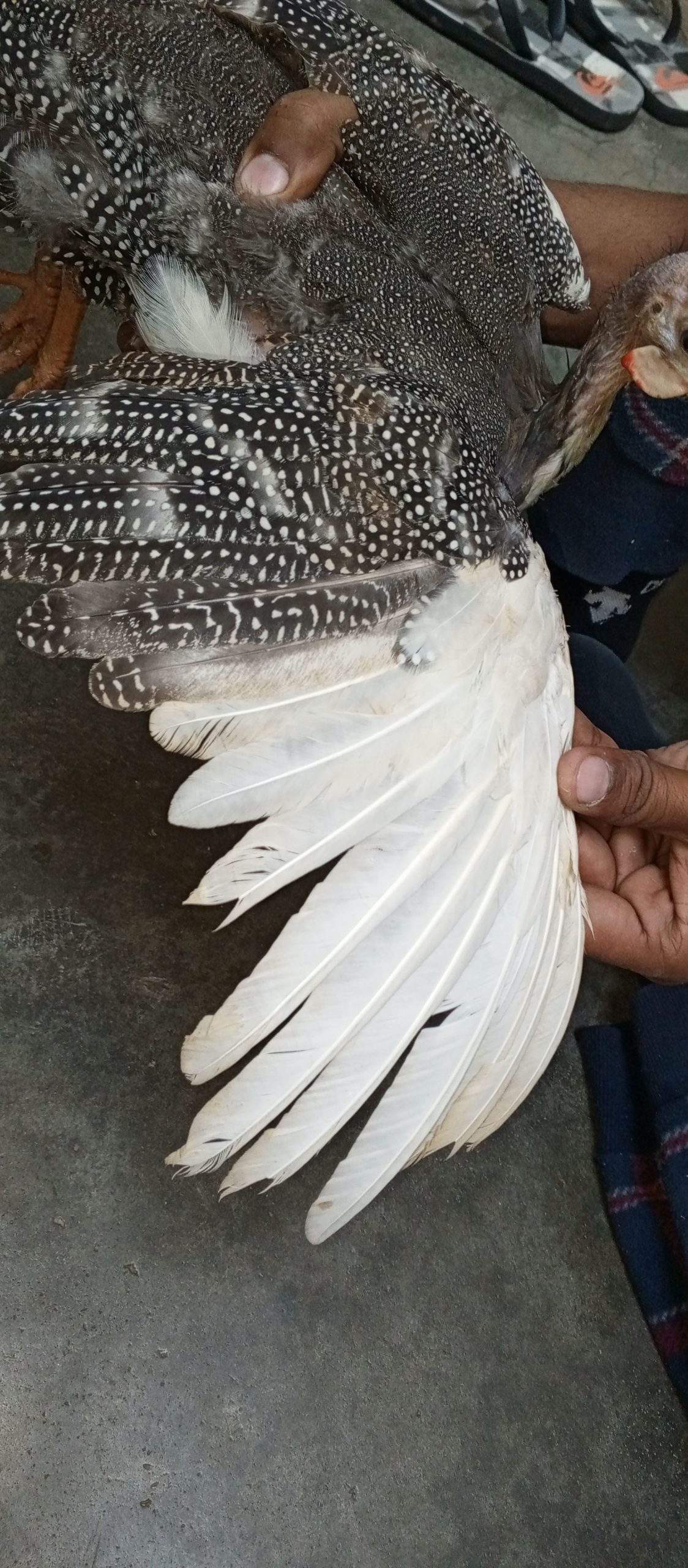 Guinea fowl by abdul Moiz khan