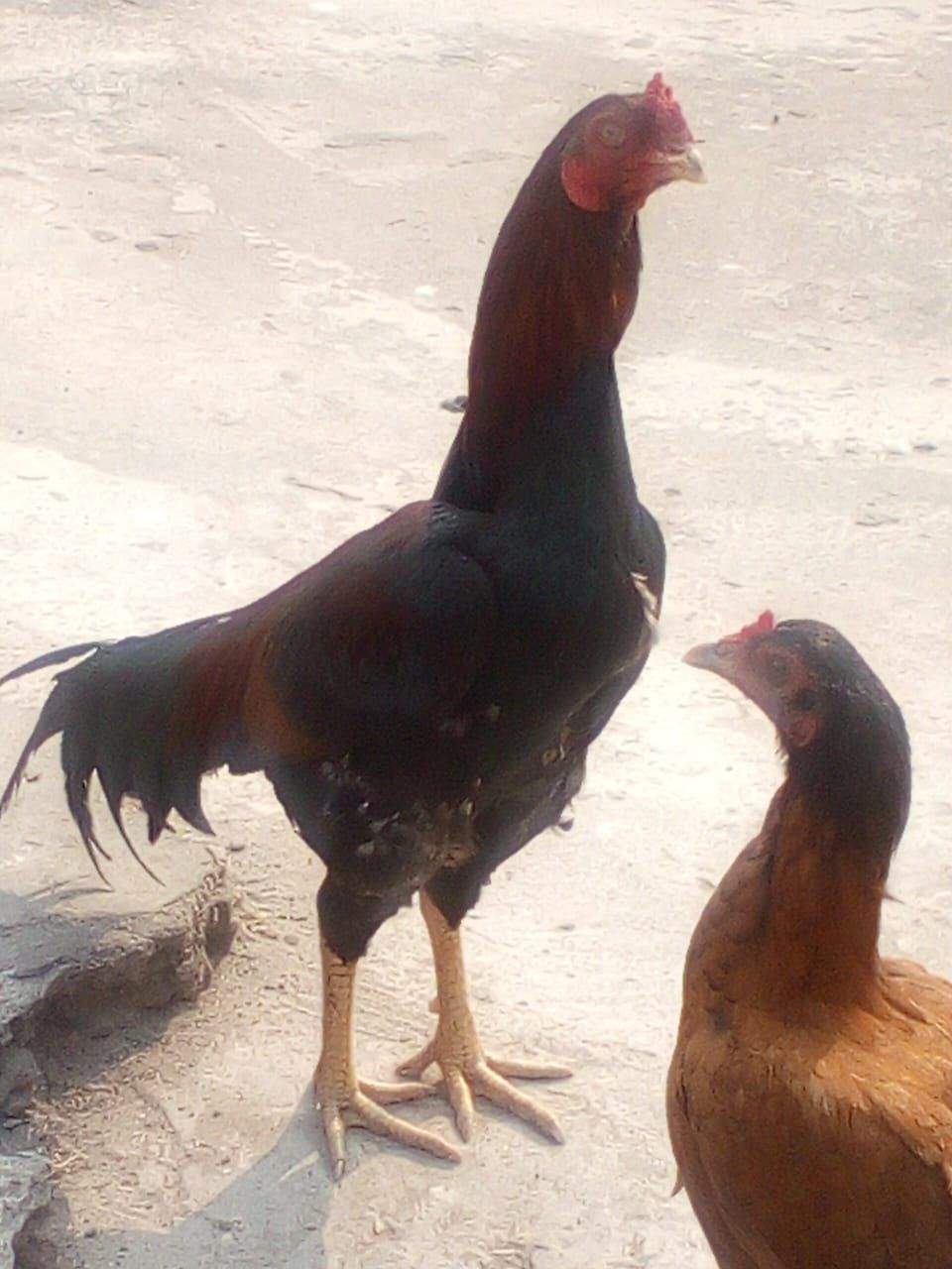 Mianwali by Muhammad Numan