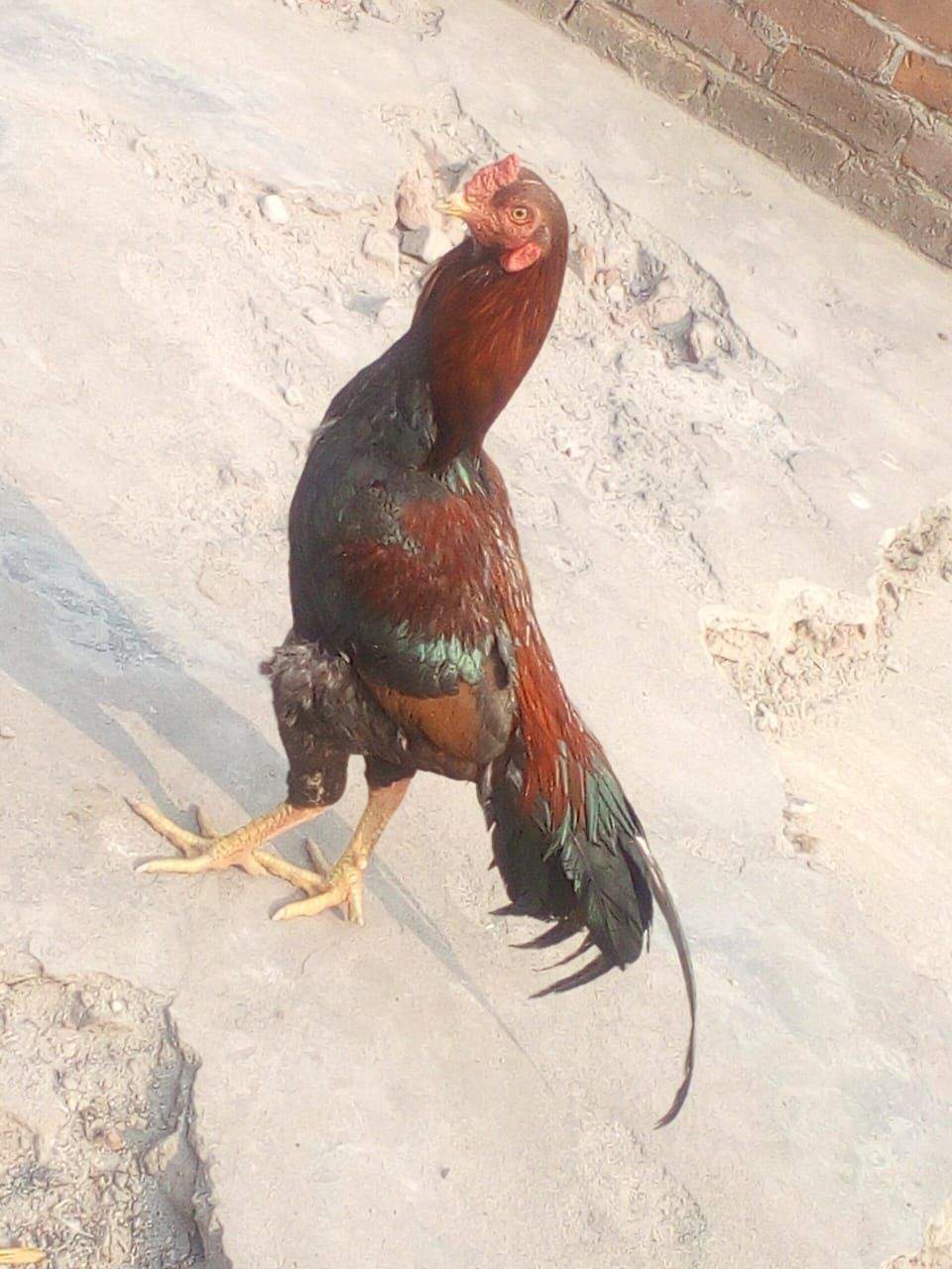 Mianwali by Muhammad Numan