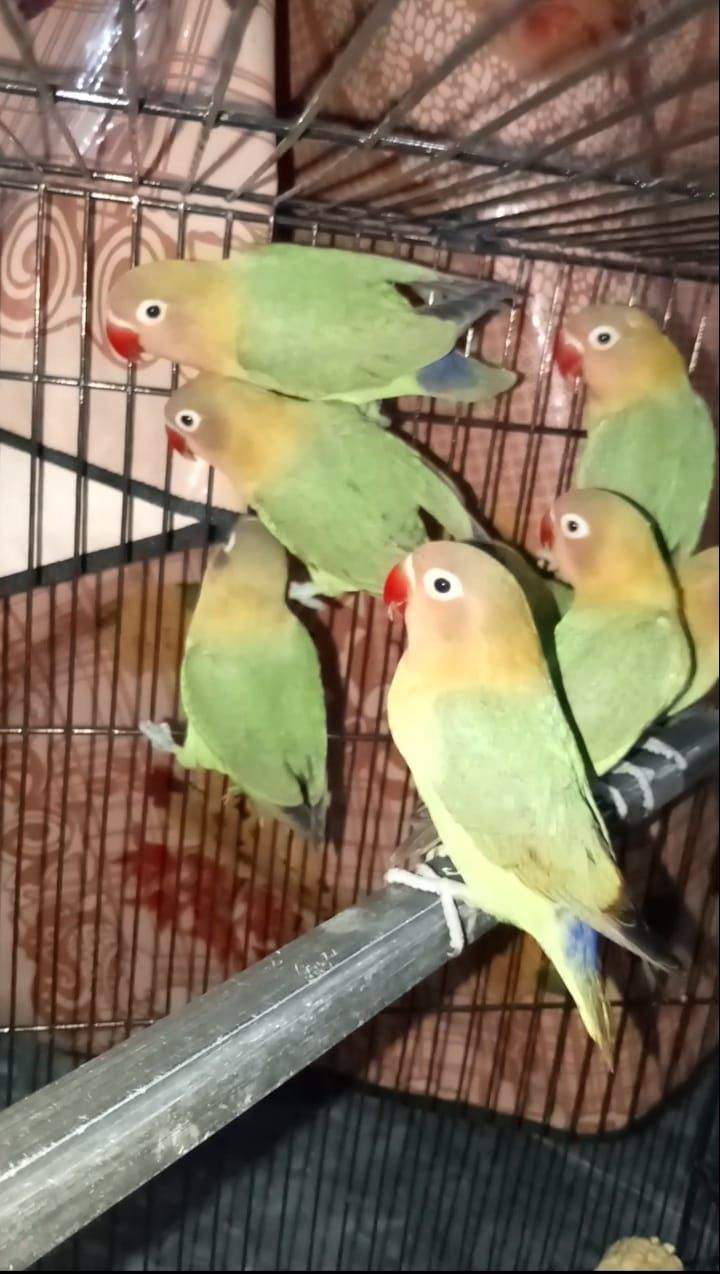 green Fisher adult pics by Sahar Malik Awan