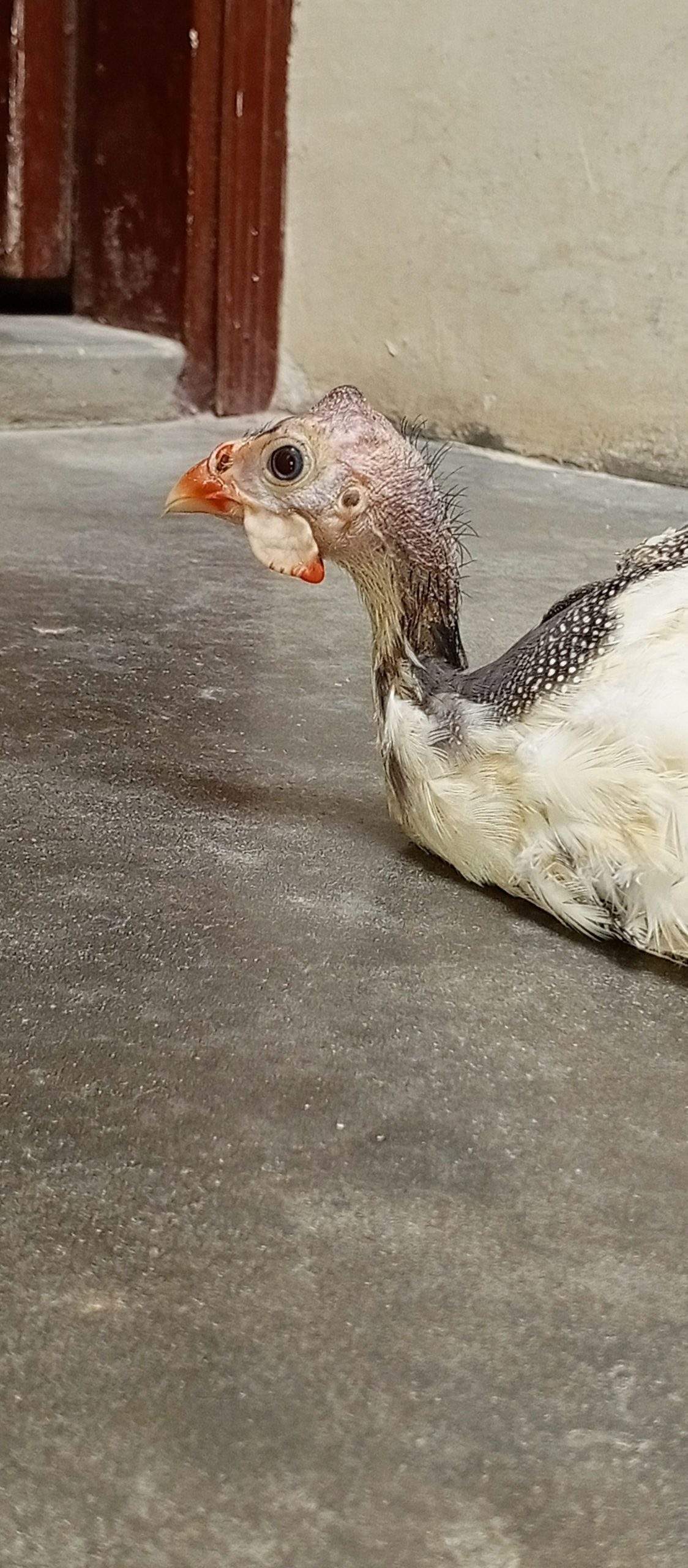 Guinea fowl by abdul Moiz khan
