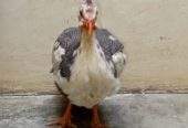 Guinea fowl by abdul Moiz khan