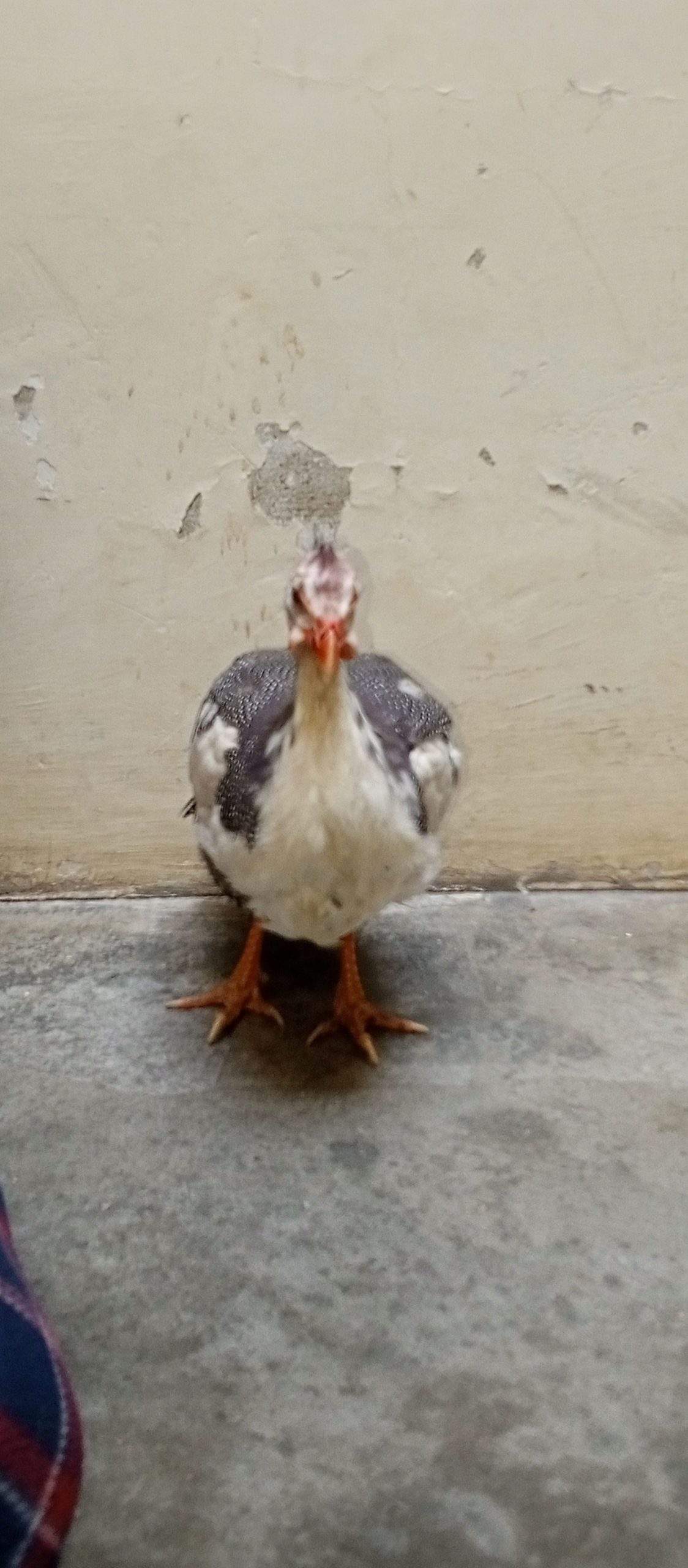 Guinea fowl by abdul Moiz khan