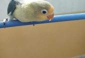 Love bird by Aftab khalil Aftab khalil