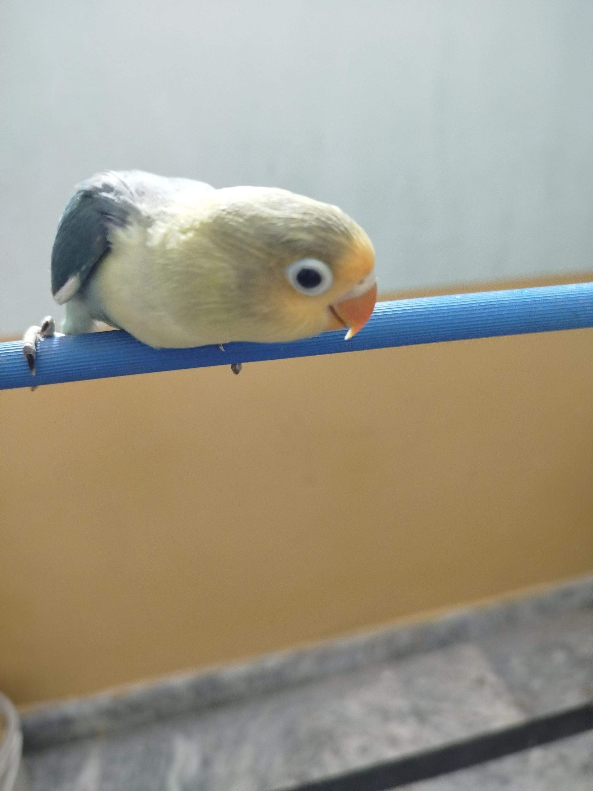 Love bird by Aftab khalil Aftab khalil